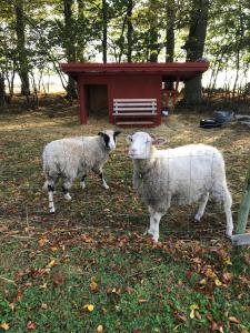 two sheep standing next to each other in a field at Roslövs gård B&B in Flyinge
