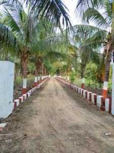 a dirt road with palm trees on the side at Gir Ganesh Farm & Resort in Sasan Gir