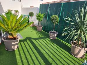 a group of potted plants sitting on the grass at MaraVillas de Tenerife in Abades