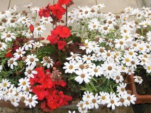 un montón de flores rojas y blancas en una cesta en Landhaus Sundern, en Tecklenburg