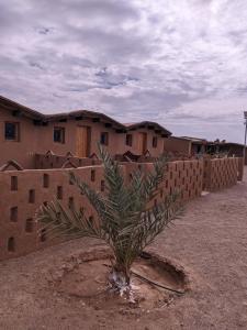 a palm tree in front of a brick wall at Café restaurante shelter calm life in Bou Dib