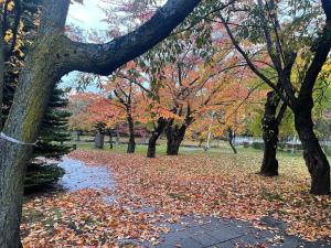 a bunch of leaves on the ground in a park at Otaru stay in Otaru