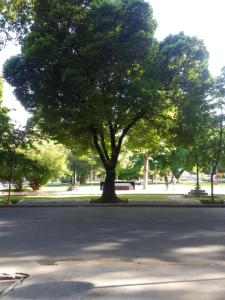 Un grand arbre au milieu d'une rue dans l'établissement Plaza España, à Mendoza