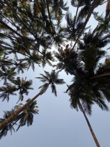 a group of palm trees reaching up into the sky at Santana Guest House in Agonda