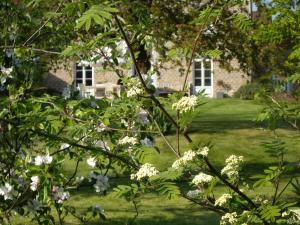 a tree with white flowers in front of a house at B&B Schoon Goed in Gingelom
