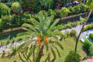 an aerial view of a palm tree in a garden at Blue Fish Hotel in Konaklı