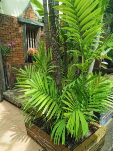 Sri Ayuttaya Guesthouse في بانكوك: مجموعة من النباتات أمام مبنى