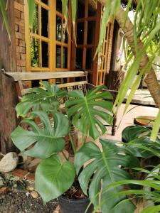 eine Veranda mit Pflanzen vor einer Bank in der Unterkunft Sri Ayuttaya Guesthouse in Bangkok