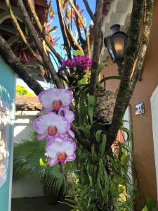 un ramo de flores rosas en un árbol en Pousada Villa de Cananea, en Cananéia