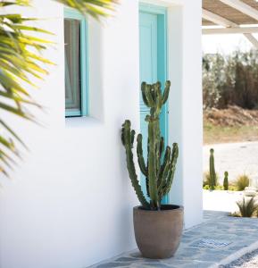 a cactus in a pot sitting next to a wall at Ploes Seaside Houses in Plaka