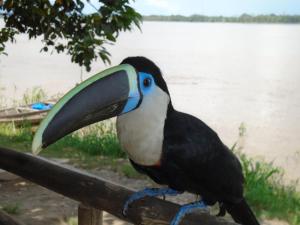 Gallery image of Reserva Natural Heliconia Amazonas in Leticia