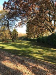 un campo con árboles y hojas sobre la hierba en The Pheasantry - guest house in beautiful rural location, en Aldermaston