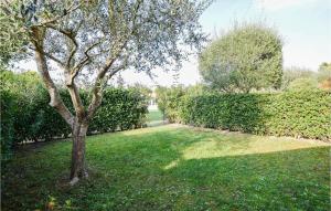 a tree in a yard next to a hedge at Nice Apartment In Aprilia Marittima in Aprilia Marittima