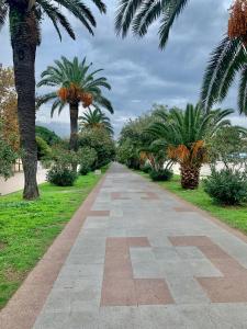 chodnik z palmami w parku w obiekcie Apartments Ljiljana w Barze
