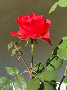 Φωτογραφία από το άλμπουμ του Bodrogközi időutazás - A time travel in Hungary σε Zemplénagárd