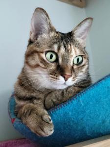 Ospiti di Mika BnB con animali domestici