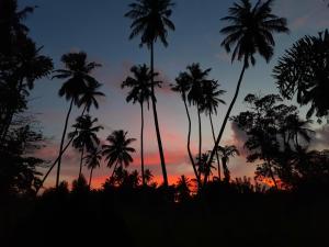 grupa palm przed zachodem słońca w obiekcie Hansa Villa w mieście Hikkaduwa