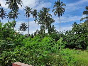 un grupo de palmeras en la selva en Hansa Villa, en Hikkaduwa