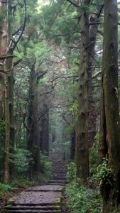 a path in a forest with a bunch of trees at Kumano Kodo Nagano Guesthouse in Tanabe