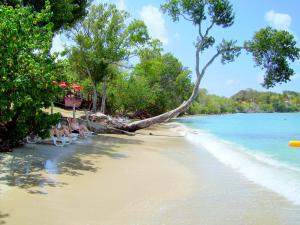 un albero sdraiato su una spiaggia accanto all'acqua di Color Garden - Studio Martinique a Sainte-Anne