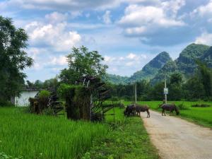 a group of elephants walking down a dirt road at Green Riders House in Cao Bằng