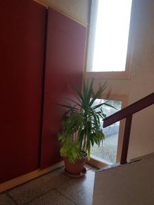 a potted plant in a room with a window at superbe appartement en résidence prive avec un parking prive in Scionzier