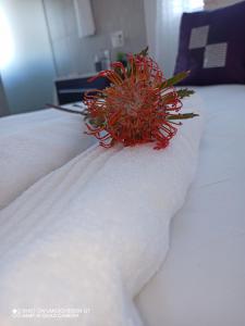 a red flower sitting on top of a bed at Palm Tree in Cape Town