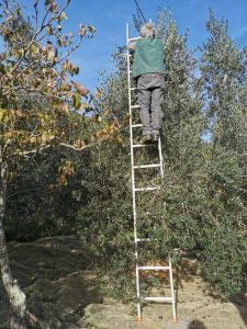 eine Person auf einer Leiter, die einen Apfelbaum klettert in der Unterkunft Casina di Vicchio in Dicomano