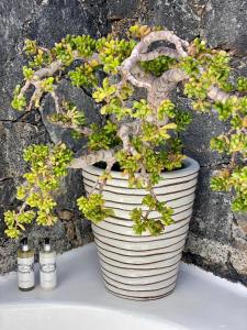 a plant in a white pot next to two bottles at Villa Shepherd Lajares - LUXURY VILLA FUERTEVENTURA in Lajares