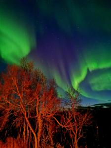 ein Bild der Aurora Borealis am Himmel mit Bäumen in der Unterkunft Trivelig hytte i Senja. 