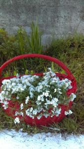 a red basket filled with white flowers in the grass at Maja Apartman in Igalo