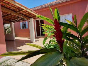 a plant in front of a house at Casa da Voh in Ilha Comprida