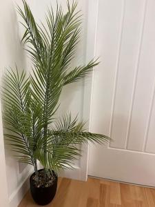 a palm tree in a black pot on a wooden floor at Beautiful refurbished, self-contained apartment in Fife