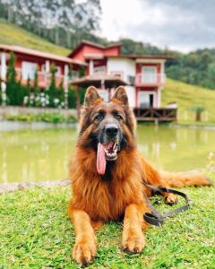Aguas Mornas的住宿－AMPLA CASA DE CAMPO - MORADA DA SERRA，一只狗用舌头躺在草地上