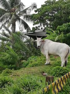 Ospiti di The balcony of the camiguin island con animali domestici