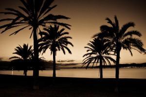 three palm trees on the beach at sunset at Hotel Gracia in El Arenal