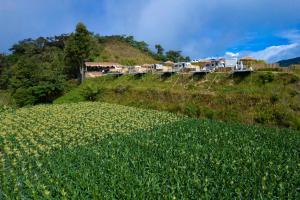 um campo de flores amarelas numa colina com casas em Stellar GoldenHill Cameron em Tanah Rata
