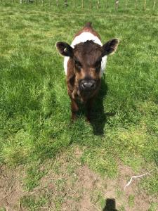 a brown and white cow standing in the grass at Farmland retreat in Tokoroa