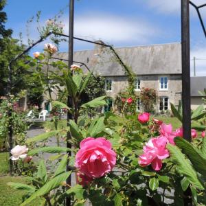 a garden with pink roses in front of a house at Gites Les Pieris in Grandcamp-Maisy