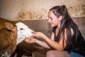 Állatok a nyaralóban vagy a közelben