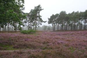 un campo de flores púrpuras con árboles en el fondo en De Erfdijk en Herpen