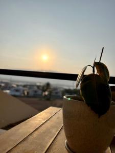 a plant sitting in a bowl on a table at HAWAII in Eilat