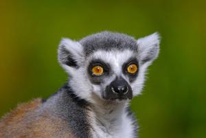 Ein Lemur mit orangefarbenen Augen, der auf die Kamera schaut in der Unterkunft The Litchi Tree Amber Mountain Boutique Hotel in Ambohitra