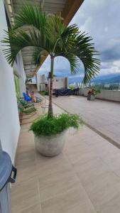 una palmera en una olla grande en un balcón en Wonderful view, 2 bedrooms apartment, en Armenia