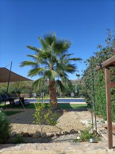 a palm tree sitting next to a swimming pool at Mas Solana in Huércal-Overa