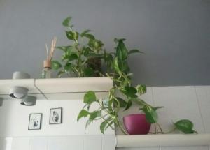 ein Regal mit Pflanzen auf einer Wand in der Unterkunft Mascagni Rooms in Florenz + 11 Fotos