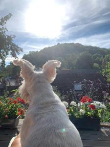 un perro mirando por una ventana en un jardín en Woodville Barn en Dunster