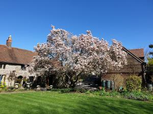 a flowering tree in a yard next to a house at Stunning Historic 2-Bed House in Shaftesbury in Shaftesbury