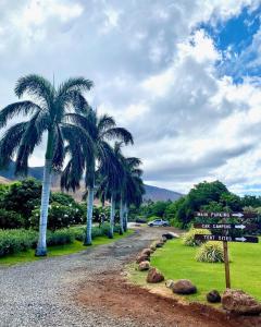 un groupe de palmiers sur une route de gravier dans l'établissement Go Camp Maui, à Ah Fong Village