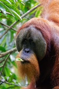 un primer plano de un orangután en un árbol en Orangutan Orchard Bungalow, en Timbanglawang